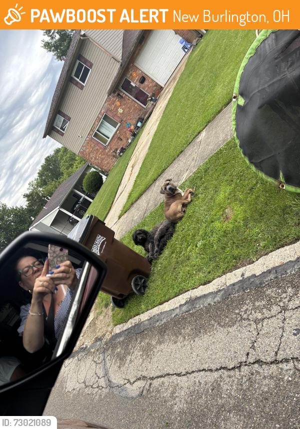 Found/Stray Male Dog last seen Miles & Lynnfork, New Burlington, OH 45231