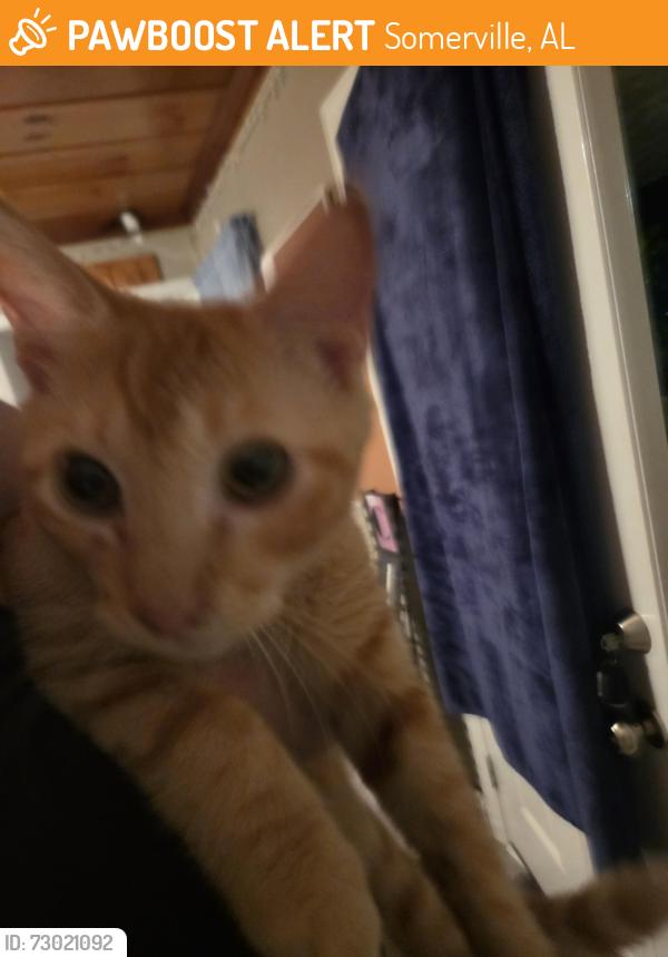Found/Stray Female Cat last seen Somerville AL off of hwy 36, Somerville, AL 35670