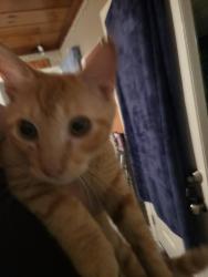Found/Stray Female Cat last seen Somerville AL off of hwy 36, Somerville, AL 35670