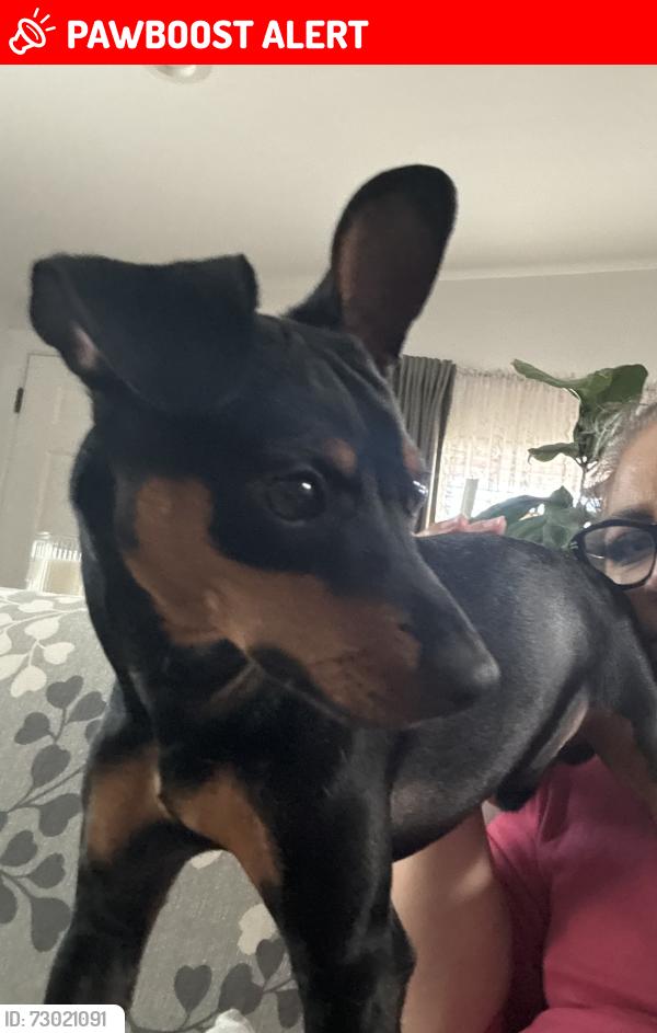 Lost Male Dog last seen Reposa and Brommer , Santa Cruz County, CA 95062