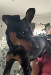 Lost Male Dog last seen Reposa and Brommer , Santa Cruz County, CA 95062