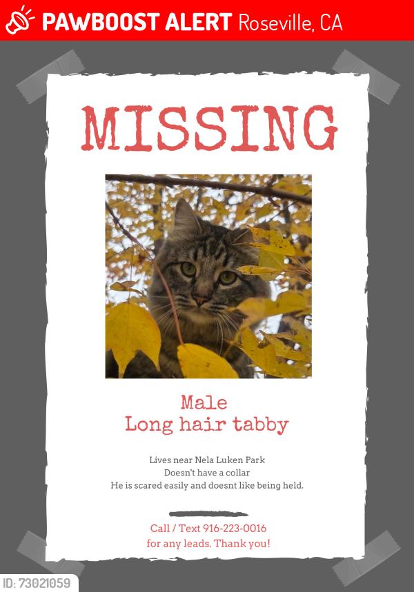 Lost Male Cat last seen Fairgrove lane, Roseville, CA 95747