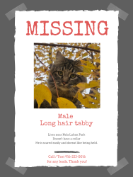 Lost Male Cat last seen Fairgrove lane, Roseville, CA 95747