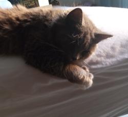 Lost Female Cat last seen South Seas Resort, Myrtle Beach, SC 29577