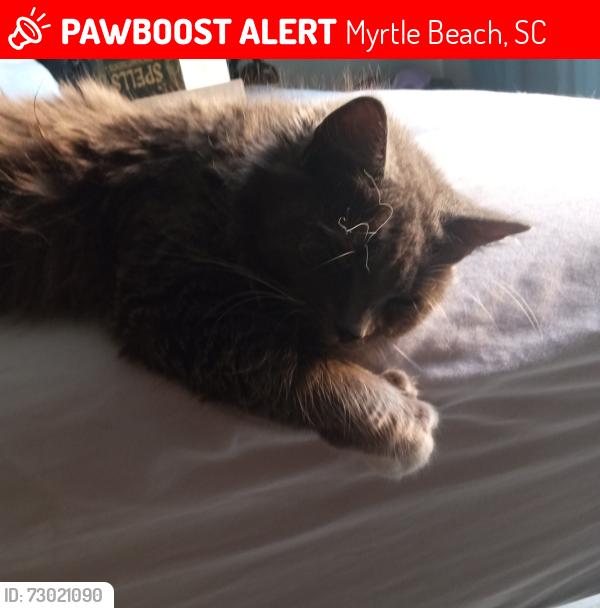 Lost Female Cat last seen South Seas Resort, Myrtle Beach, SC 29577