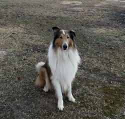 Reunited Male Dog last seen Killarney Way , Tallahassee, FL 32309