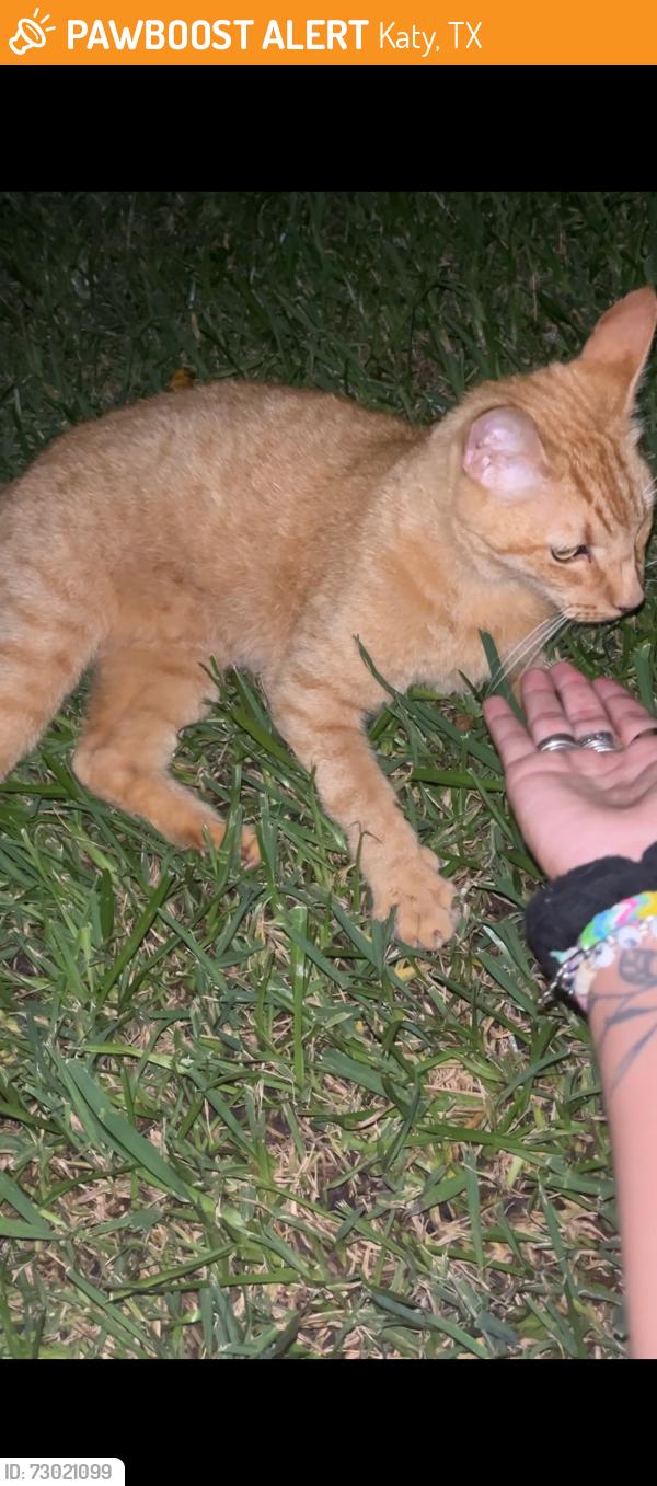Found/Stray Unknown Cat last seen Bay Hill blvd, Katy, TX 77494