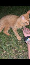 Found/Stray Unknown Cat last seen Bay Hill blvd, Katy, TX 77494