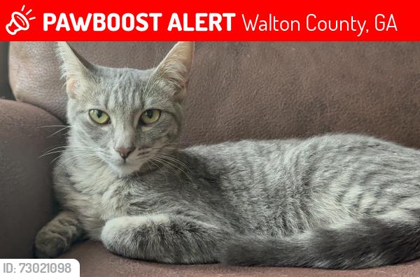 Lost Female Cat last seen new hope church road, Walton County, GA 30655