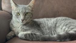 Lost Female Cat last seen new hope church road, Walton County, GA 30655