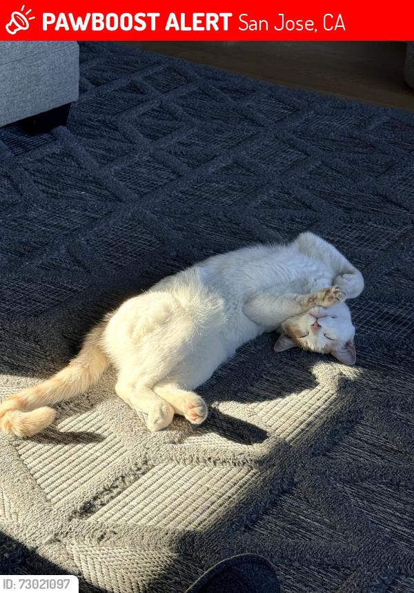 Lost Male Cat last seen Lariat Ln and Claitor , San Jose, CA 95132