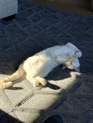 Lost Male Cat last seen Lariat Ln and Claitor , San Jose, CA 95132