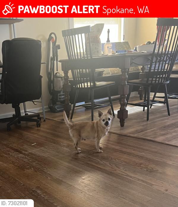 Lost Male Dog last seen Perry Pittsburgh, Spokane, WA 99223