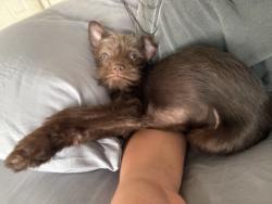 Lost Female Dog last seen Alleyghany train station, Philadelphia, PA 19134