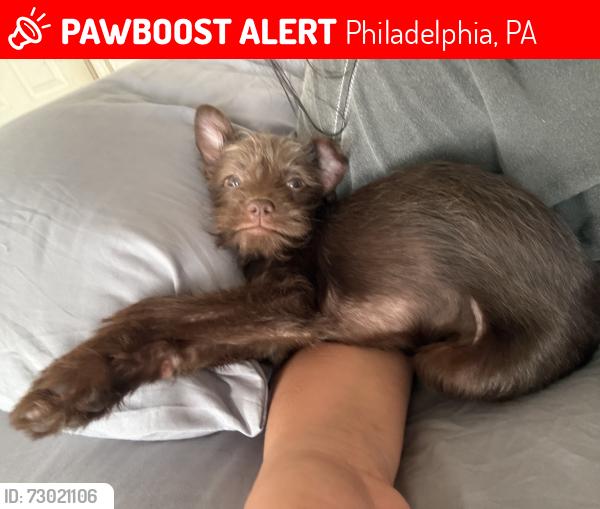 Lost Female Dog last seen Alleyghany train station, Philadelphia, PA 19134