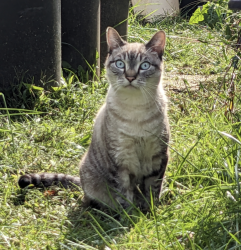 Lost Male Cat last seen Lamport, Norgulf, Chatsworth, Reisterstown, MD 21136