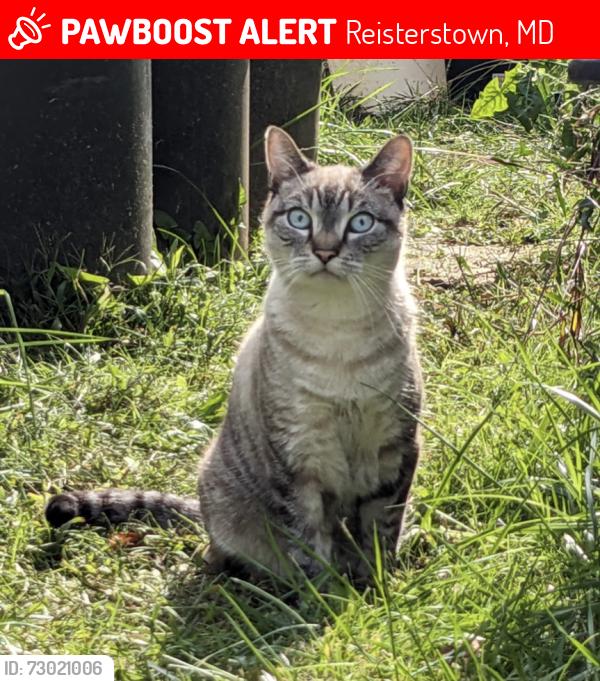 Lost Male Cat last seen Lamport, Norgulf, Chatsworth, Reisterstown, MD 21136