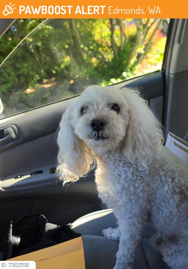 Found/Stray Male Dog last seen Seaview park in edmonds, Edmonds, WA 98026
