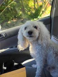 Found/Stray Male Dog last seen Seaview park in edmonds, Edmonds, WA 98026