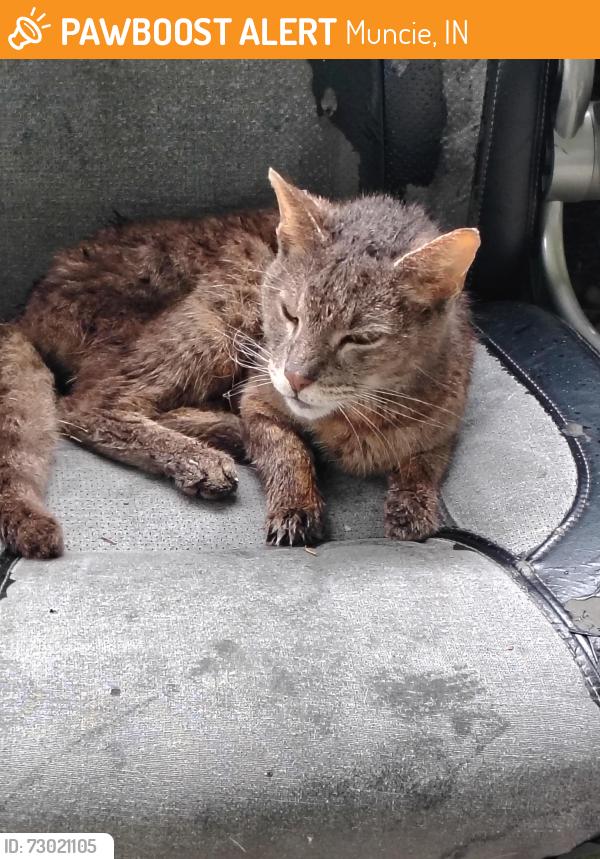 Found/Stray Unknown Cat last seen S Walnut St & Fuson, Muncie, IN 47302