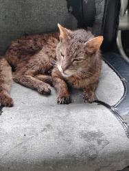 Found/Stray Unknown Cat last seen S Walnut St & Fuson, Muncie, IN 47302