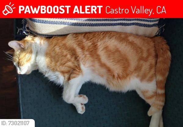 Lost Male Cat last seen Sapphire , Castro Valley, CA 94546