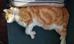 Lost Male Cat last seen Sapphire , Castro Valley, CA 94546