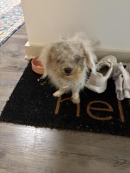Found/Stray Female Dog last seen CERA next to whole foods, Fort Worth, TX 76109