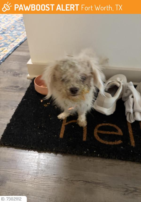 Found/Stray Female Dog last seen CERA next to whole foods, Fort Worth, TX 76109