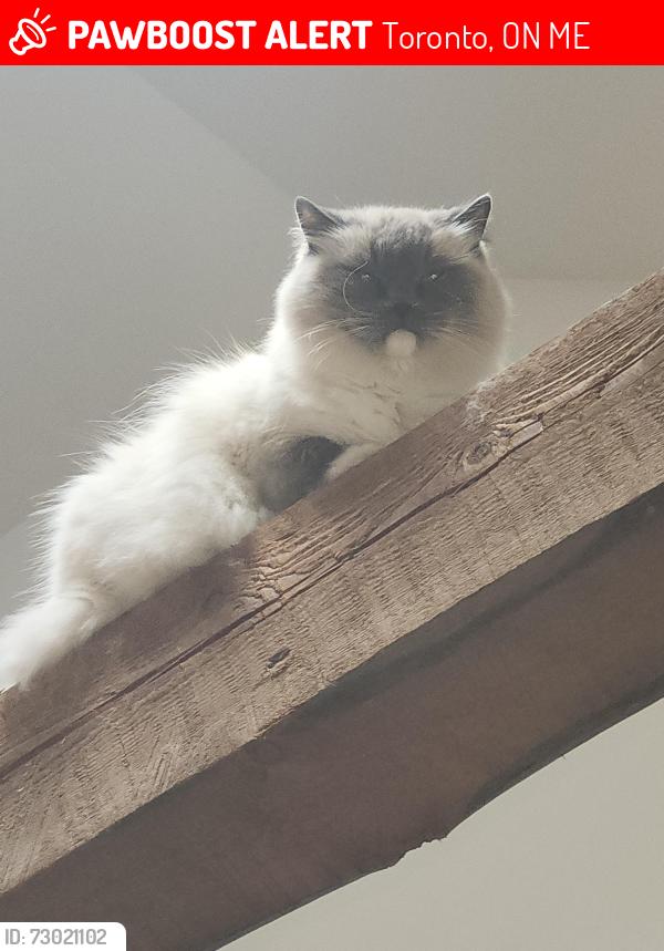 Lost Male Cat last seen Bennett and ravenview, Toronto, ON M1E