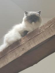 Lost Male Cat last seen Bennett and ravenview, Toronto, ON M1E