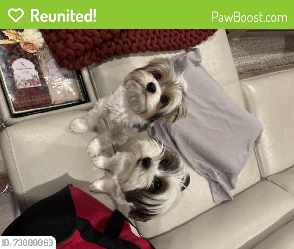 Reunited Male Dog last seen 35th and Allegheny bus loop, Philadelphia, PA 19129