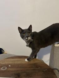 Lost Male Cat last seen 76th Avenue & 77 Crescent , Queens, NY 11426