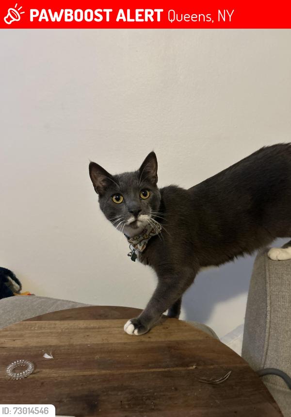 Lost Male Cat last seen 76th Avenue & 77 Crescent , Queens, NY 11426
