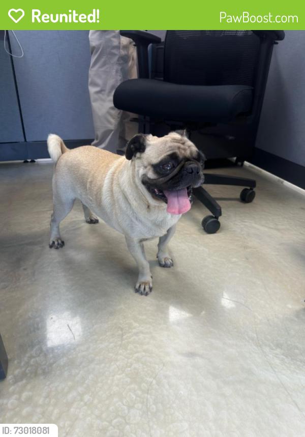 Reunited Male Dog last seen Fontana, CA, USA, Fontana, CA 92335