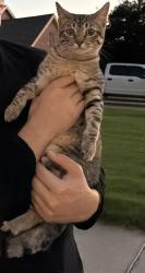 Found/Stray Unknown Cat last seen Hollow Ridge Dr, Denton, TX, Denton, TX 76210