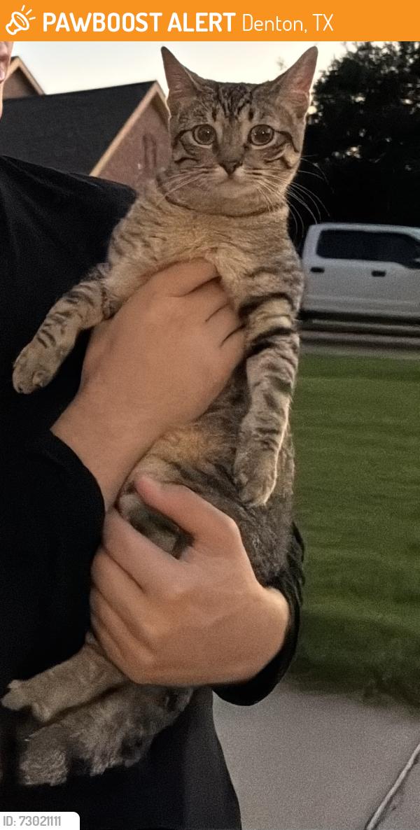 Found/Stray Unknown Cat last seen Hollow Ridge Dr, Denton, TX, Denton, TX 76210