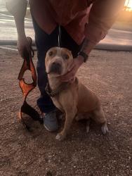 Found/Stray Male Dog last seen Plumer and 19th, Tucson, AZ 85719
