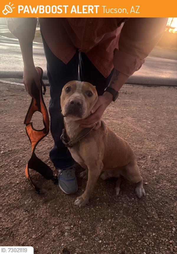 Found/Stray Male Dog last seen Plumer and 19th, Tucson, AZ 85719