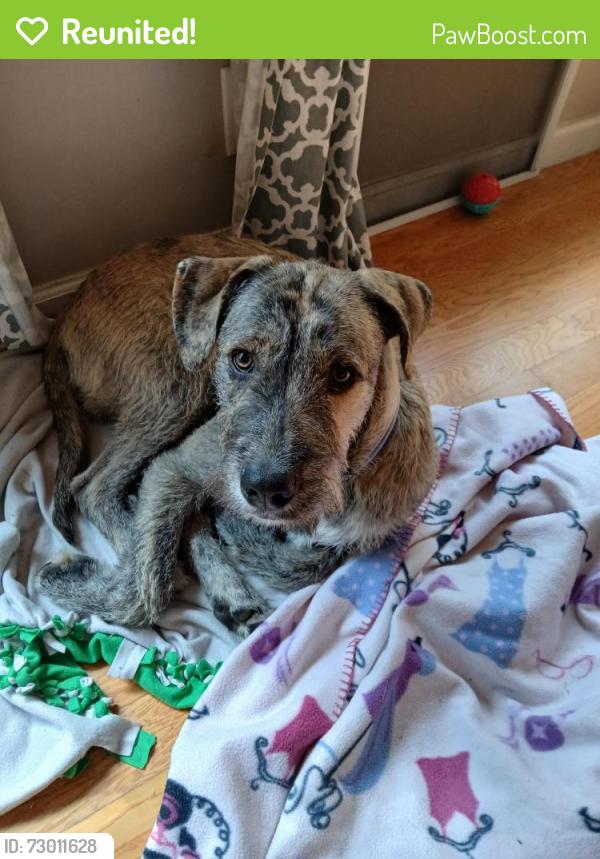 Reunited Male Dog last seen Highlands Park, Ben Lomond, CA 95005