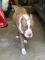 Found/Stray Female Dog last seen 5th and Richmond, Broken Arrow, OK 74012