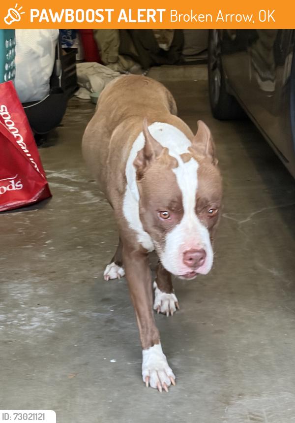 Found/Stray Female Dog last seen 5th and Richmond, Broken Arrow, OK 74012