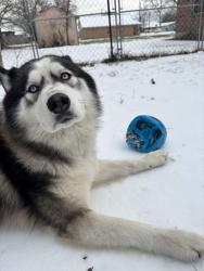 Lost Male Dog last seen South smith st, Ennis, TX 75119