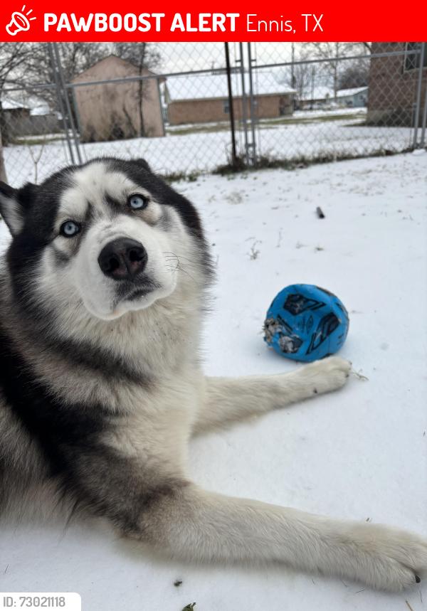Lost Male Dog last seen South smith st, Ennis, TX 75119