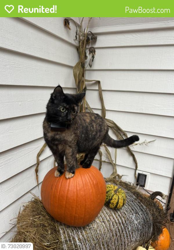 Reunited Female Cat last seen S Echo lake road and 131st Ave SE, Snohomish, WA 98296