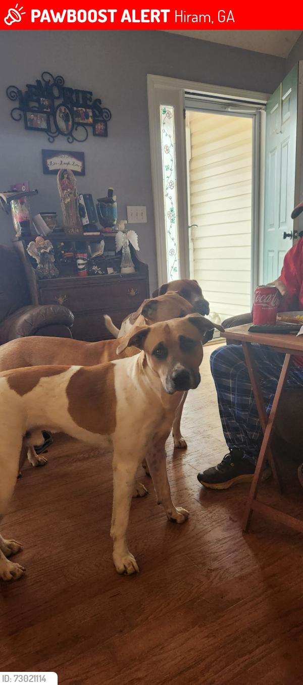 Lost Male Dog last seen Near Prince way, Hiram. , Hiram, GA 30141