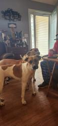 Lost Male Dog last seen Near Prince way, Hiram. , Hiram, GA 30141