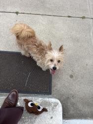 Reunited Male Dog last seen Olympiad / Angeles Vista Blvd, View Park-Windsor Hills, CA 90043