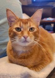 Lost Male Cat last seen Ridgecrest and Parkwood Way, Happy Valley, OR 97086