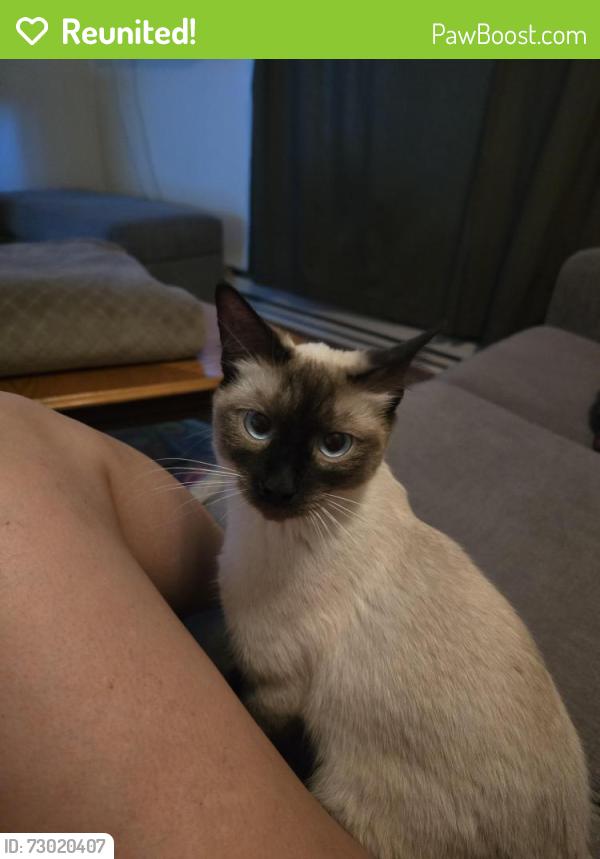 Reunited Male Cat last seen Taco Bell/ State St., Boise, ID 83703